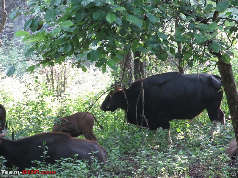 Call of the Jungle  Kabini-gaur-1.jpg