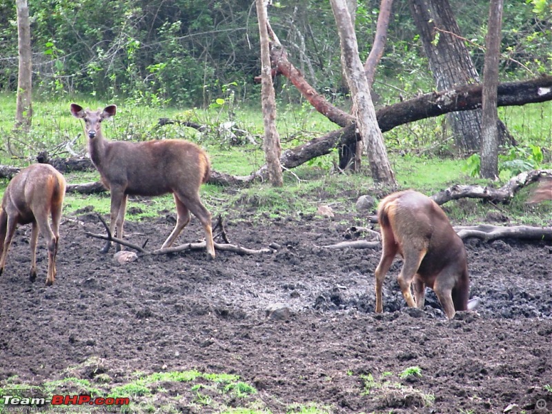 Call of the Jungle  Kabini-sambar.jpg