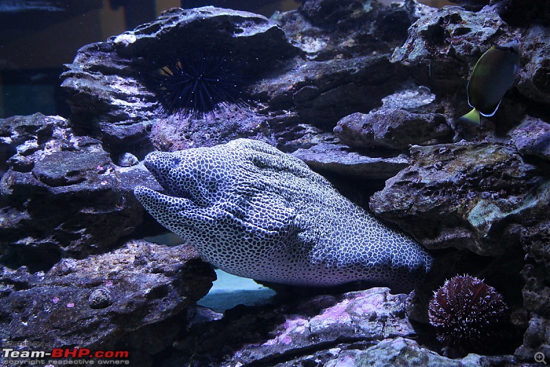 Splendid South Africa-ct-aquarium-1.jpg