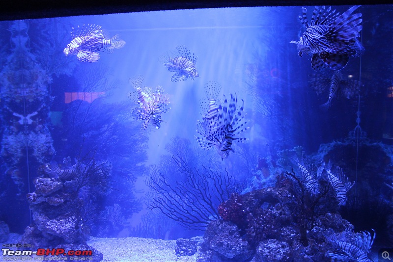 Splendid South Africa-ct-aquarium-2.jpg