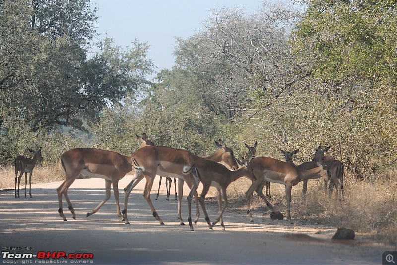 Splendid South Africa-kruger-deer-herd.jpg
