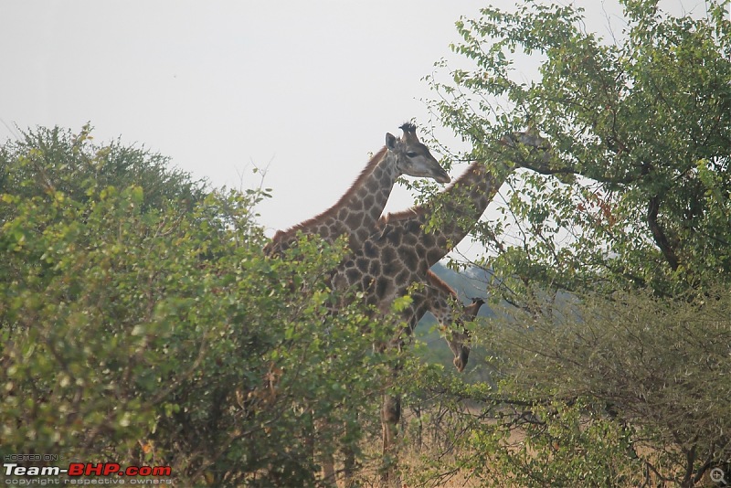 Splendid South Africa-kruger-giraffe-4.jpg