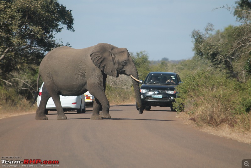 Splendid South Africa-kruger-elephant-4.jpg