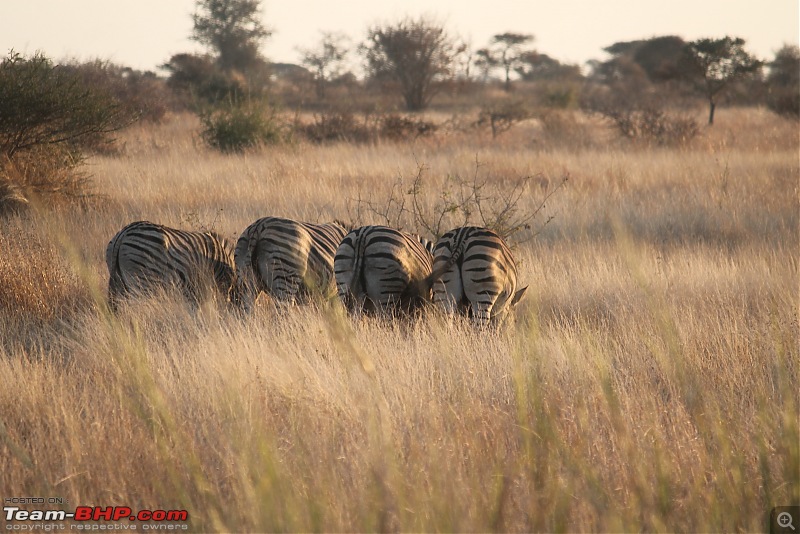 Splendid South Africa-kruger-zebra-back.jpg