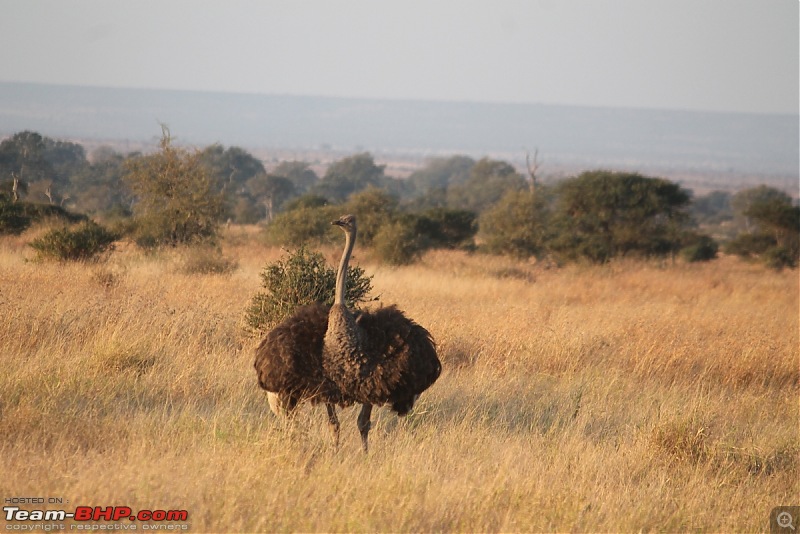 Splendid South Africa-kruger-ostrich.jpg