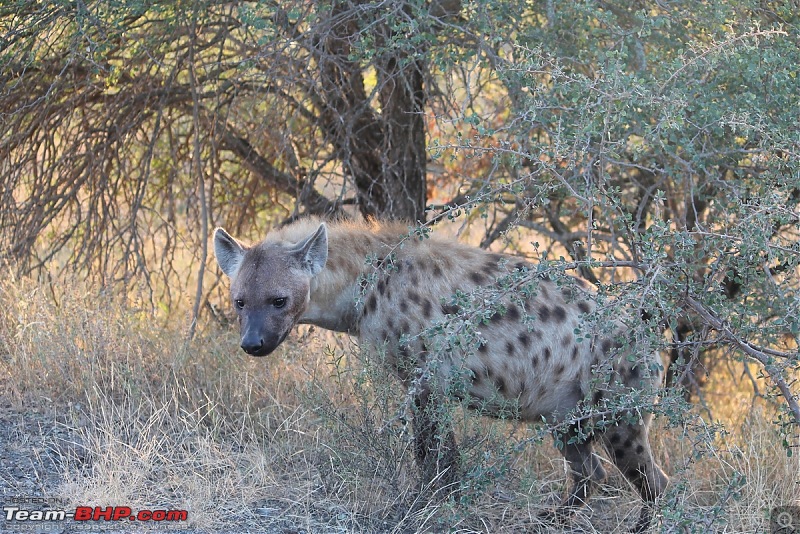 Splendid South Africa-kruger-hyena-1.jpg