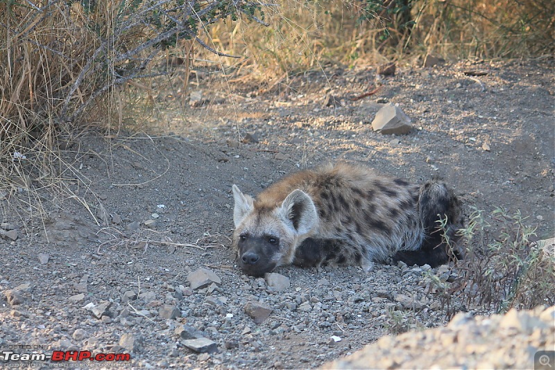 Splendid South Africa-kruger-hyena-2.jpg