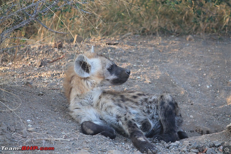 Splendid South Africa-kruger-hyena-3.jpg
