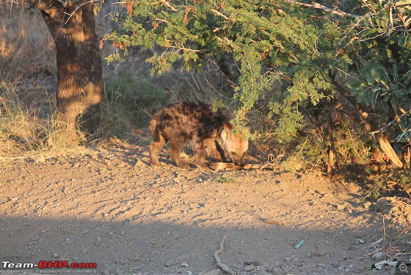 Splendid South Africa-kruger-hyena-4.jpg