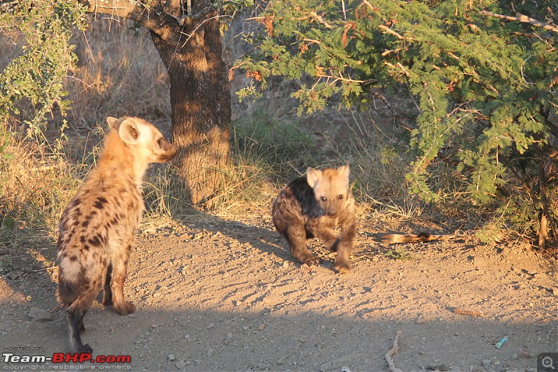 Splendid South Africa-kruger-hyena-5.jpg