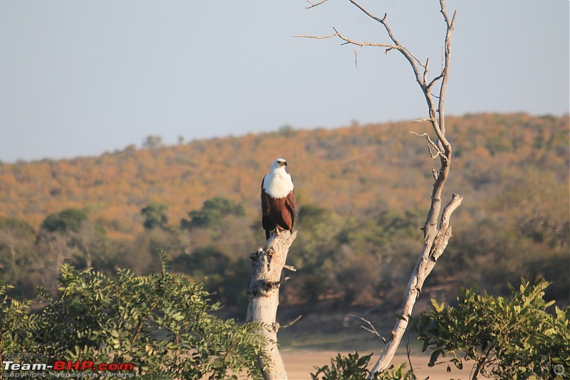 Splendid South Africa-kruger-eagle-1.jpg