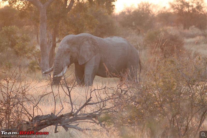 Splendid South Africa-kruger-elephant-8.jpg