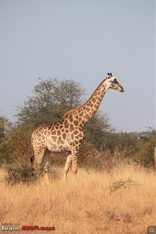 Splendid South Africa-kruger-giraffe-8.jpg