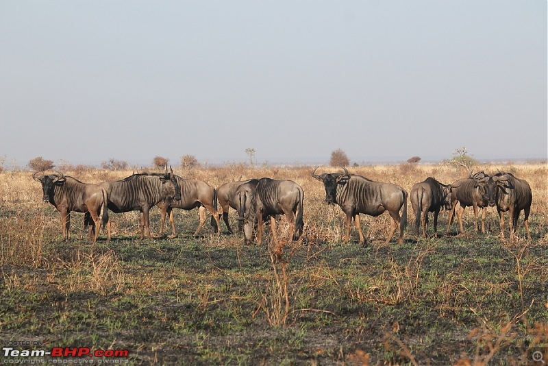 Splendid South Africa-kruger-wildebeest-2.jpg