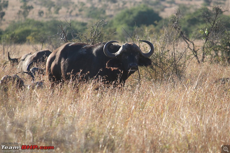 Splendid South Africa-kruger-wild-buffalo-1.jpg