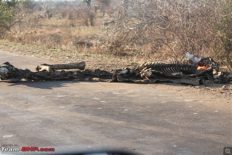 Splendid South Africa-kruger-giraffe-carcass.jpg