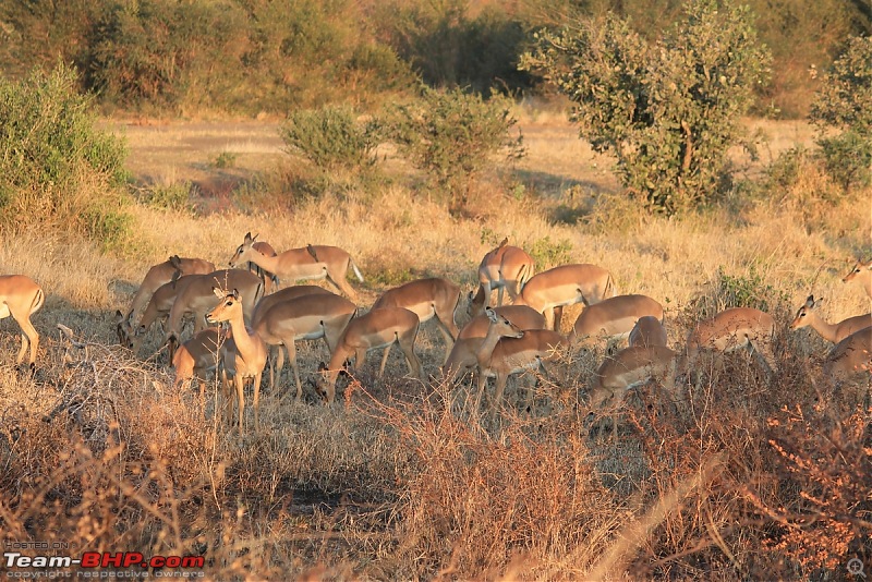 Splendid South Africa-kruger-deer-herd-3.jpg