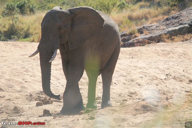 Splendid South Africa-kruger-elephant-1.jpg