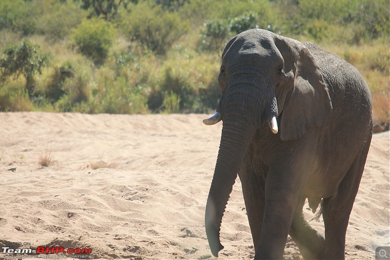 Splendid South Africa-kruger-elephant-2.jpg