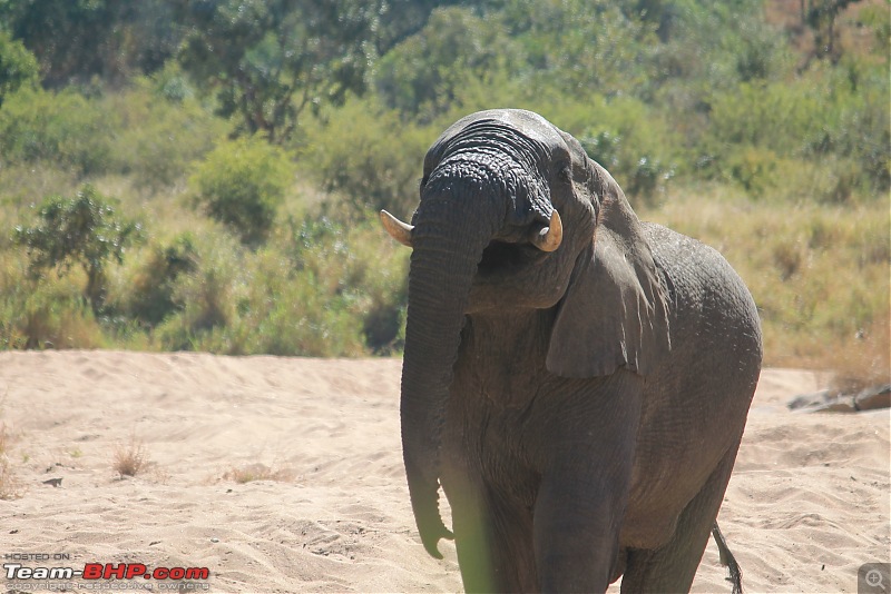 Splendid South Africa-kruger-elephant-3.jpg