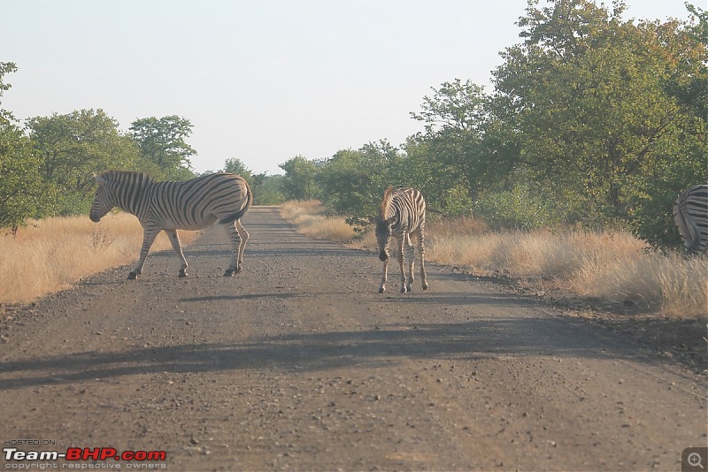 Splendid South Africa-kruger-zebra-road-1.jpg