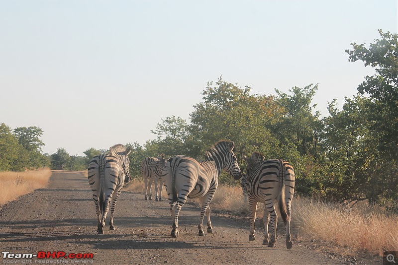 Splendid South Africa-kruger-zebra-road-2.jpg