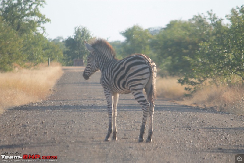 Splendid South Africa-kruger-zebra-road-3.jpg