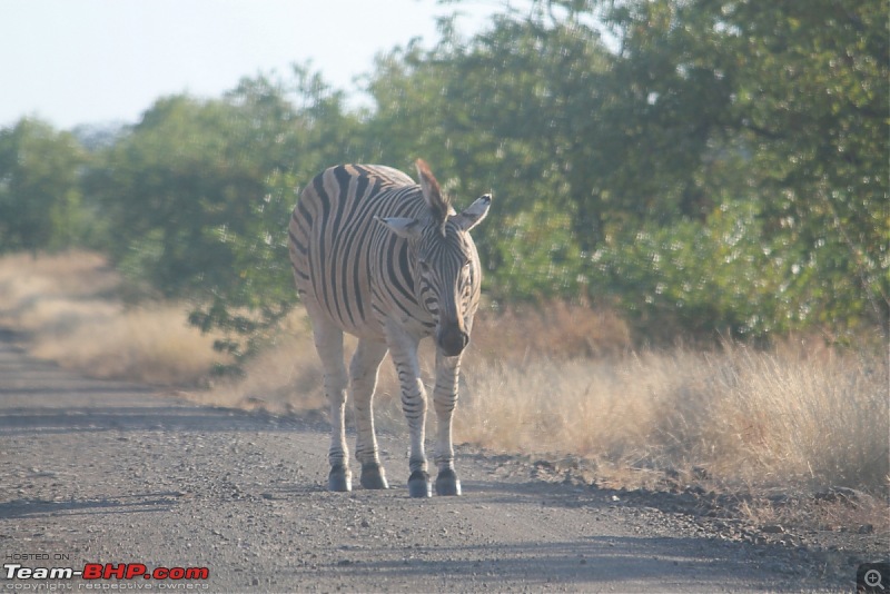 Splendid South Africa-kruger-zebra-road-4.jpg