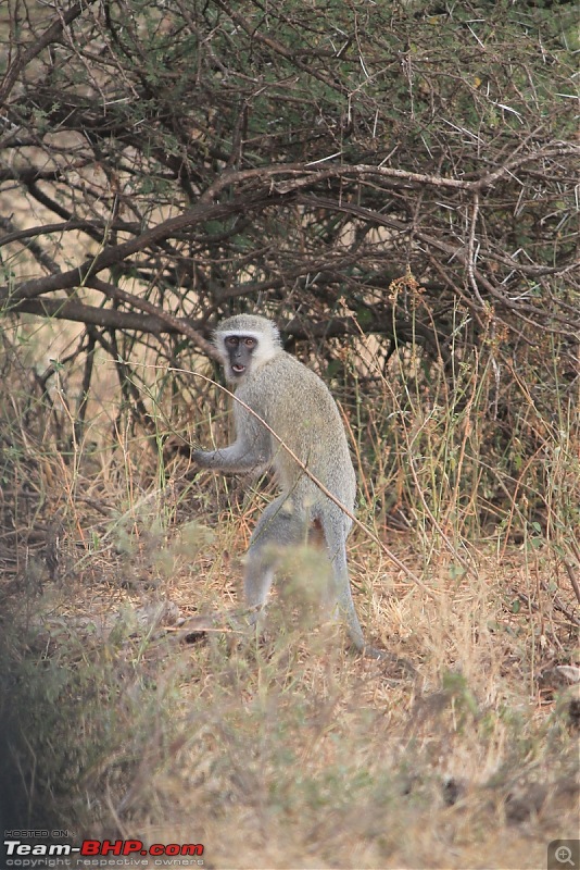 Splendid South Africa-kruger-monkey.jpg