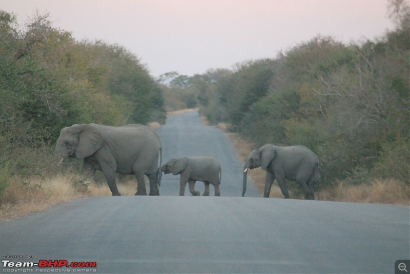 Splendid South Africa-kruger-elephant-5.jpg