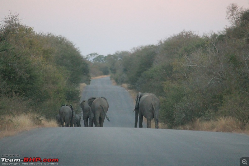 Splendid South Africa-kruger-elephant-6.jpg