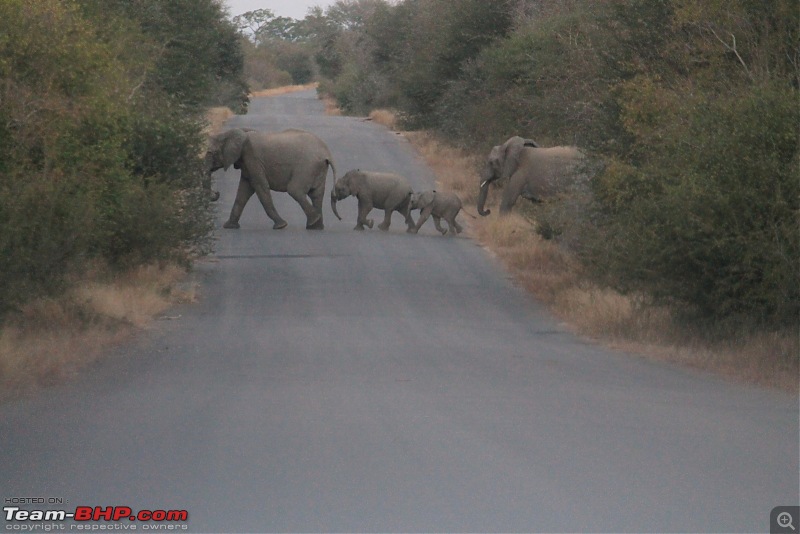 Splendid South Africa-kruger-elephant-7.jpg