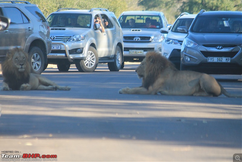 Splendid South Africa-kruger-lions-road-1.jpg