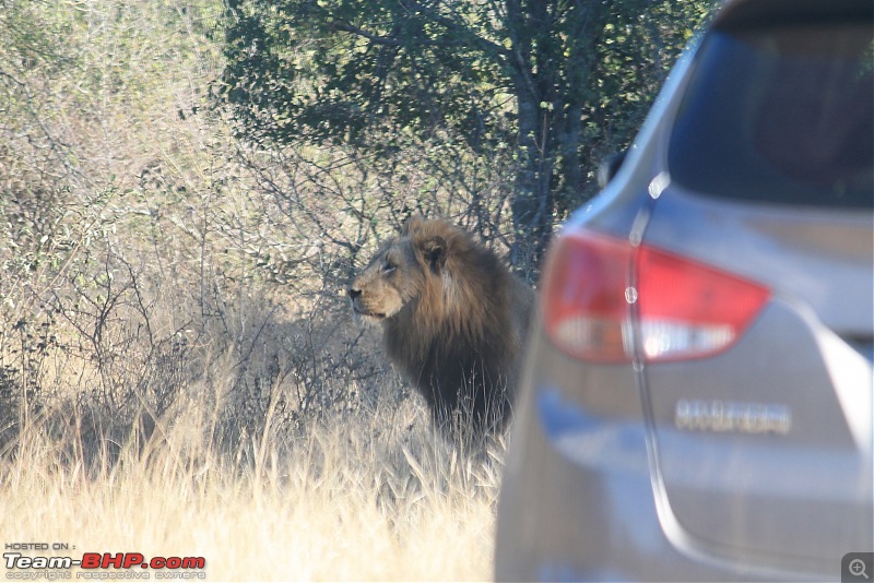 Splendid South Africa-kruger-lions-road-3.jpg