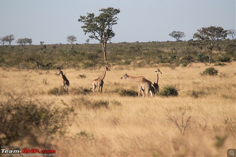 Splendid South Africa-kruger-giraffe-herd.jpg