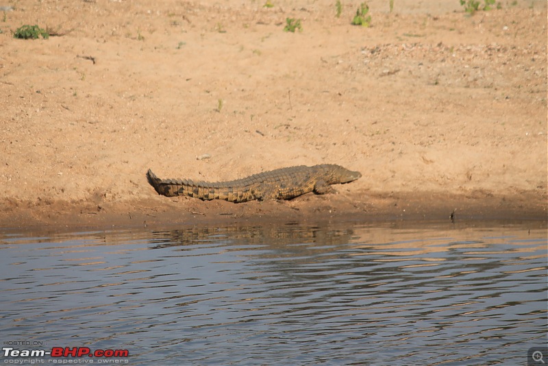 Splendid South Africa-kruger-croc.jpg