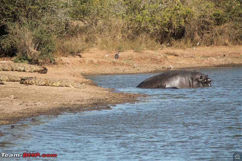 Splendid South Africa-kruger-hippos-3.jpg