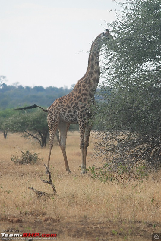 Splendid South Africa-kruger-giraffe-9001.jpg