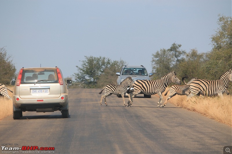 Splendid South Africa-kruger-zebra-crossing.jpg