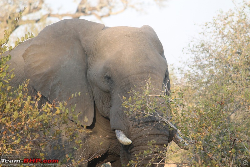 Splendid South Africa-kruger-elephant-9.jpg
