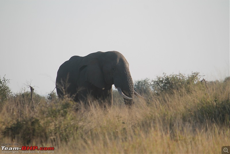 Splendid South Africa-kruger-elephant-10.jpg