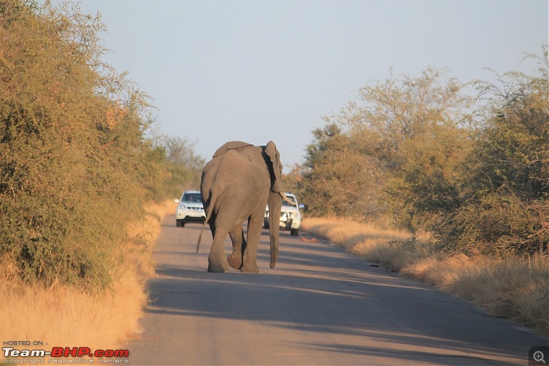 Splendid South Africa-kruger-elephant-crossing.jpg