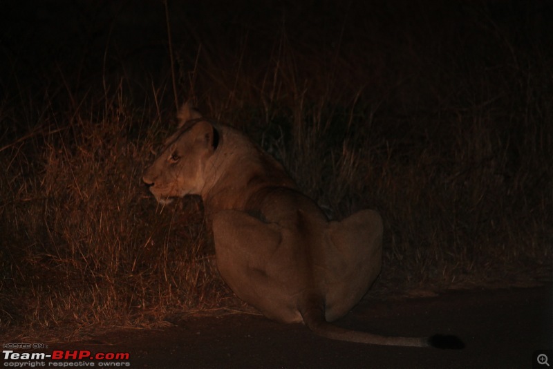Splendid South Africa-kruger-lioness-night-1.jpg