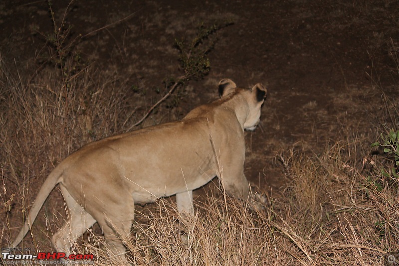Splendid South Africa-kruger-lioness-night-2.jpg