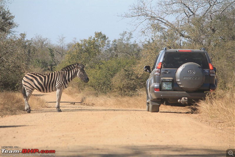 Splendid South Africa-kruger-zebra-close-1.jpg