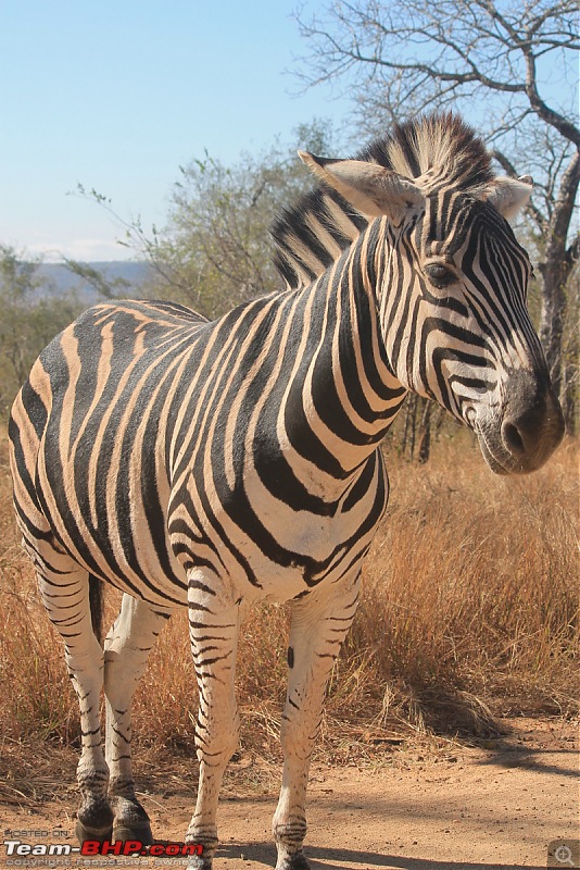 Splendid South Africa-kruger-zebra-close-2.jpg