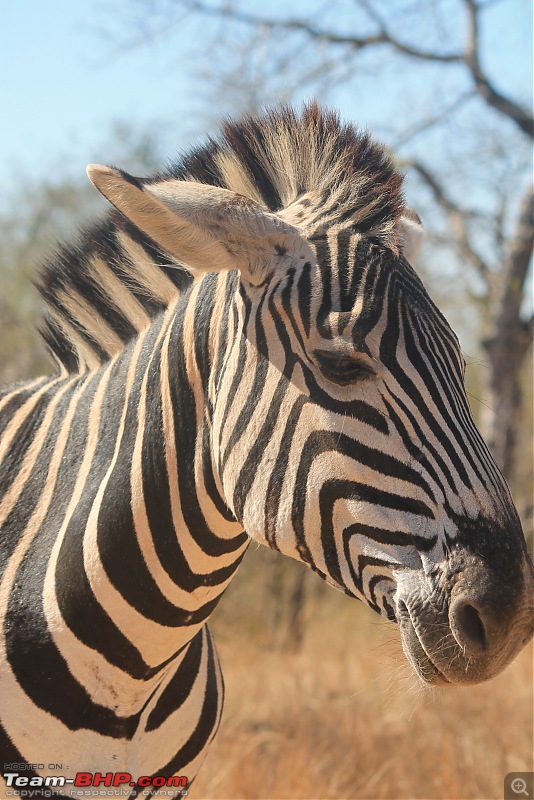 Splendid South Africa-kruger-zebra-close-3.jpg