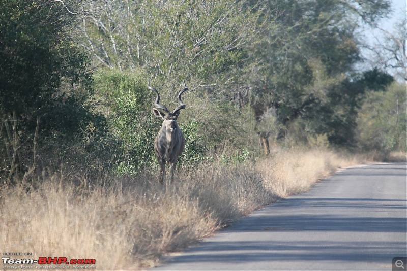 Splendid South Africa-kruger-kudu.jpg