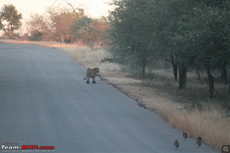 Splendid South Africa-kruger-leopard.jpg