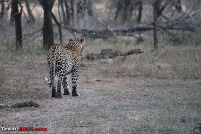 Splendid South Africa-kruger-leopard-3.jpg